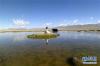 这是6月4日青海省雪联青藏高原自然保护中心科研人员在祁连山国家公园（青海片区）使用红外相机拍摄的黑颈鹤换孵仪式。