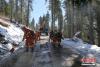 一场雪后，森林消防员们在道路上洒沙土确保道路畅通。 文/李传永 曾鹏 图/徐昆鹏