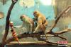 11月15日，赤猴及猴宝好奇的望着“冰糖葫芦”。中新社记者 马铭言 摄