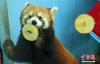 11月15日，小熊猫舔贴在玻璃上的苹果片。中新社记者 马铭言 摄
