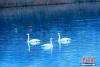 近日，青海省贵德县黄河湿地公园内，成群结队的天鹅群在岸边起舞嬉戏。赵时春 摄