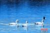近日，青海省贵德县黄河湿地公园内，成群结队的天鹅群在岸边起舞嬉戏。赵时春 摄