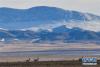 西藏羌塘国家级自然保护区的藏羚羊（12月14日摄）。新华社记者 张汝锋 摄
