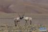 这是在西藏羌塘国家级自然保护区拍摄的藏羚羊（12月14日摄）。  新华社记者 张汝锋 摄