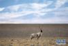 一只藏羚羊在西藏羌塘国家级自然保护区的原野上活动（12月14日摄）。  新华社记者 张汝锋 摄
