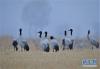 12月18日在拉萨市林周县境内拍摄的黑颈鹤。新华社记者普布扎西摄