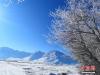 近日，西藏迎来大面积降雪，雪后初霁，拉萨一片银装素裹，难得一见的雾凇奇观也出现雅鲁藏布江河谷。万里无云，鸥鸟齐鸣，江面水汽蒸腾，树上雾凇缓缓飘落。赵朗 摄