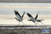 拉萨市林周县卡孜水库边的黑颈鹤（1月1日摄）。新华社记者 张汝锋 摄