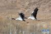 两只正在拉萨市达孜区田野上空飞翔的黑颈鹤（1月1日摄）。  新华社记者 张汝锋 摄