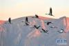 黑颈鹤在拉萨市林周县黑颈鹤自然保护区上空飞翔（1月1日摄）。  新华社记者 张汝锋 摄