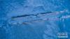 这是1月16日无人机拍摄的被冰雪覆盖的青海湖。 冬日时节，青海湖千里冰封，宛如童话世界。牛羊点缀着雪后的金银滩草原，与湖泊、草原、雪山组成了冬季高原壮丽的画卷。 新华社记者 吴刚摄