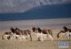 双湖境内的藏野驴（1月31日摄）。 新华社记者 普布扎西 摄