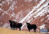 双湖境内的野牦牛（1月31日摄）。 新华社记者 普布扎西 摄