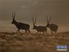 双湖境内的藏羚羊（1月31日摄）。 新华社记者 普布扎西 摄
