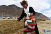 3月16日，拉萨市达孜区唐嘎乡的农民在开耕仪式上。新华社记者 张汝锋 摄