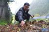 在西藏波密县扎木镇巴琼村，嘎松罗布在进行羊肚菌母种培养试验（2018年5月5日摄）。新华社记者 晋美多吉 摄