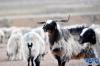 西藏那曲牧场上的绵羊（2019年1月17日摄）。新华社记者 觉果 摄