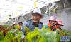 西藏日喀则白朗县科技特派员张际明在辅导当地农民学习温室大棚种植技术（2016年8月28日摄）。 新华社记者 晋美多吉 摄