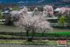3月30日，在西藏自治区林芝市波密县境内，盛开的桃花吸引众多游客前来观赏。林芝有着“西藏小江南”的美誉，每年3月桃花相继绽放，给雪域西藏呈现了“最美春天”。中新社发 陆文凯 摄 图片来源：CNSPHOTO