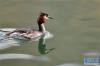 一只凤头䴙䴘在拉萨龙王潭公园的水面上游弋（3月14日摄）。新华社记者 张汝锋 摄