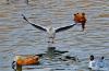 这是在拉萨龙王潭公园拍摄的红嘴鸥和赤麻鸭（3月13日摄）。新华社记者 张汝锋 摄