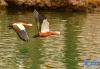 两只赤麻鸭从拉萨龙王潭公园的水面上飞过（3月14日摄）。新华社记者 张汝锋 摄
