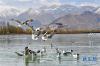拉鲁湿地是水鸟栖息的乐园（4月7日摄）。新华社记者张汝锋摄