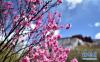 鲜花与布达拉宫相互映衬（4月8日摄）。 新华社记者 觉果 摄