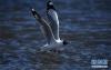 4月10日，一只棕头鸥在青海湖仙女湾景区内的湖面上飞过。新华社记者 张宏祥 摄