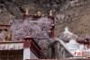 4月18日，帕邦喀周围桃花盛开。帕邦喀是西藏自治区拉萨市北郊娘热乡的一处寺院建筑，始建于公元七世纪松赞干布时期，距今已有1300多年的历史，是藏文字的创始地。因海拔较高，帕邦喀桃花近日迎来盛花期。中新社记者 何蓬磊 摄