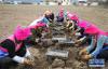 4月18日，香格里拉市小中甸镇农民正在挑拣秦艽秧苗准备种植。新华社发（梁志强 摄）