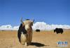 希夏邦马峰脚下，牦牛在吃草散步（4月26日摄）。新华社记者 晋美多吉 摄