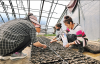 图为乃东区万物蔬菜种植基地的工作人员正在育苗。记者 唐斌 潘多 摄