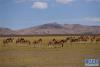 在西藏那曲市双湖县协德乡附近，一群藏野驴在觅食（5月24日摄）。 新华社记者 周锦帅 摄