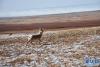 在西藏那曲市双湖县，一只藏原羚在觅食。（5月23日摄） 新华社记者 周锦帅 摄