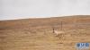 在西藏那曲市双湖县雅曲乡，一只藏羚羊在山坡上奔跑（5月23日摄）。 新华社记者 周锦帅 摄