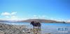 这是羊卓雍错岸边的牦牛（5月24日摄）。 羊卓雍错位于西藏山南市浪卡子县境内，与纳木错、玛旁雍错并称西藏三大“圣湖”。初夏的羊卓雍错秀美如画，尽显高原湖泊的纯净与壮阔。 新华社记者 晋美多吉 摄