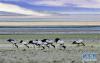 一群黑颈鹤在西藏亚东县多庆湖畔觅食（5月29日摄）。 新华社记者 张汝锋 摄