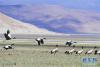 一群黑颈鹤在西藏亚东县多庆湖畔休憩（5月29日摄）。 新华社记者 张汝锋 摄