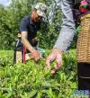 5月31日，易贡茶场职工在采摘茶叶。新华社记者 晋美多吉 摄