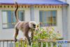 一只长尾叶猴在亚东县城的一处铁栅栏上行走（5月31日摄）。新华社记者 张汝锋 摄