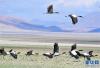 西藏亚东多庆湖畔飞翔的黑颈鹤（5月29日摄）。新华社记者 张汝锋 摄
