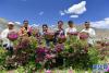 在拉萨市达孜区现代农业产业园，西藏玫瑰生物科技发展有限公司的员工和游客展示采摘的玫瑰花（6月9日摄）。新华社记者 张汝锋 摄