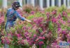 一名游客在拉萨市达孜区现代农业产业园玫瑰种植基地采摘玫瑰（6月9日摄）。新华社记者 张汝锋 摄
