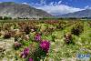 这是6月9日拍摄的拉萨市达孜区现代农业产业园玫瑰种植基地一角。新华社记者 张汝锋 摄