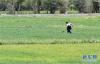 在日喀则郊区，一名农民在耕作（6月22日摄）。新华社记者 张汝锋 摄