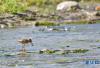 6月27日，一只红脚鹬在拉鲁湿地觅食。新华社记者 张汝锋 摄