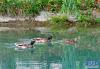 野鸭在拉鲁湿地的水面上栖息（6月26日摄）。新华社记者 张汝锋 摄