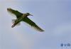 一只红脚鹬在拉鲁湿地上空飞翔（6月26日摄）。新华社记者 张汝锋 摄