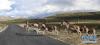 一群藏野驴在横穿马路（7月29日摄）。新华社记者 晋美多吉 摄